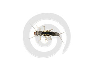 Nymph of plecoptera stonefly aquatic insect on white