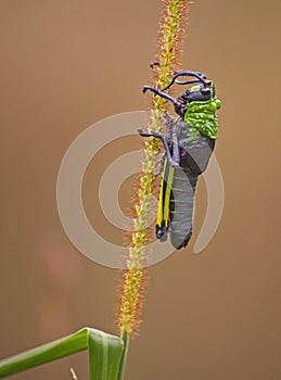 Toxic Milkweed Grasshopper (Phymateus morbillosus) nymph 13924