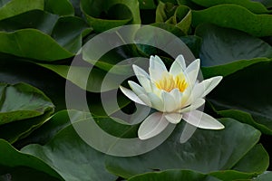 Nymphae white water lily