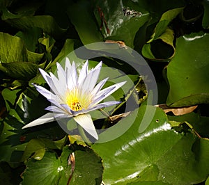 Nymphaea