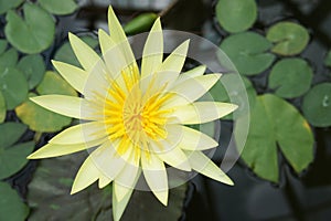 Nymphaea