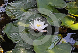 Nymphaea alba, also known as the European white water lily or white water rose