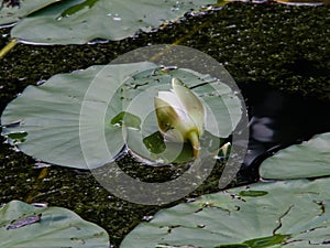 Nymphaea alba or European White Waterlily bud macro