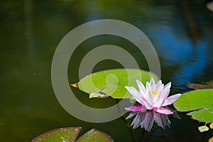 Nymphaea alba - flower