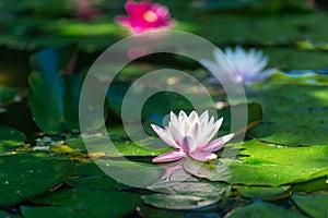 Nymphaea alba - flower