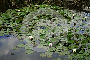 Nymphaea alba flowers bloom in the pond in June. Berlin, Germany