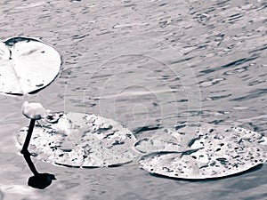 Nymphaea alba on lake water