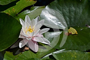 Nymphaea alba, Nymphaea Firecrest