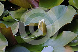 Nymphaea alba, Nymphaeaceae