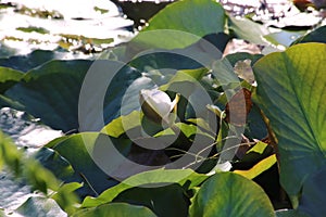 Nymphaea alba, Nymphaeaceae