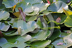 Nymphaea alba, Nymphaeaceae