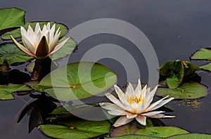 Nymphaea alba, white water lily, close-up photos