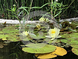 Nymphaea alba white water lily white water rose or white nenuphar.