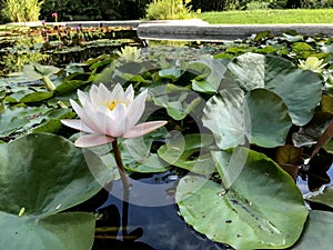 Nymphaea alba white water lily white water rose or white nenuphar.
