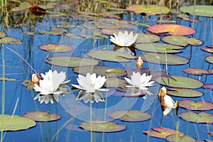 Nymphaea alba white waterlilies growing in pond