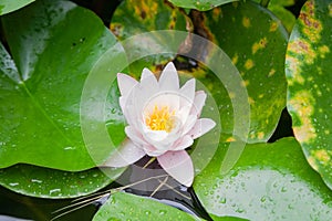 Nymphaea alba, the white waterlily, European white water lily or white nenuphar