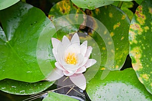 Nymphaea alba, the white waterlily, European white water lily or white nenuphar