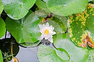 Nymphaea alba, the white waterlily, European white water lily or white nenuphar