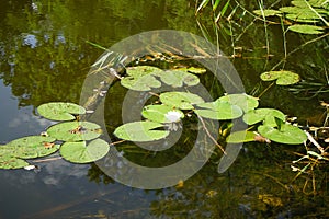 Nymphaea alba, the white waterlily, European white water lily or white nenuphar, is an aquatic flowering plant. Berlin, Germany