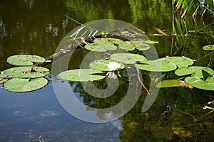 Nymphaea alba, the white waterlily, European white water lily or white nenuphar, is an aquatic flowering plant. Berlin, Germany