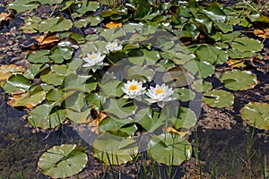 Nymphaea alba or white waterlily flowers in the pond