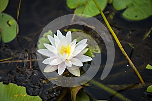 Nymphaea alba photo