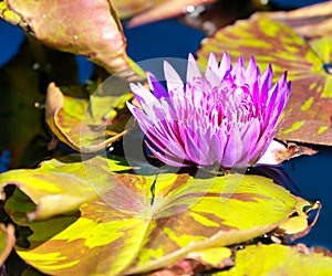 Nymphaea aquatic plant pink water lily
