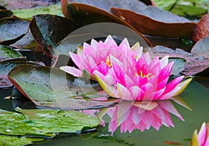 Nymphaea \'Attraction\' water Lily.