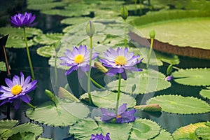 Nymphaea - beautiful water lily from Kew Gardens