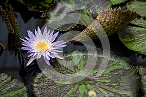 Nymphaea - beautiful water lily from Kew Gardens - Kew's stowaway blues