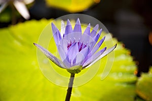 Nymphaea caerulea