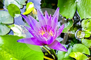 Nymphaea caerulea