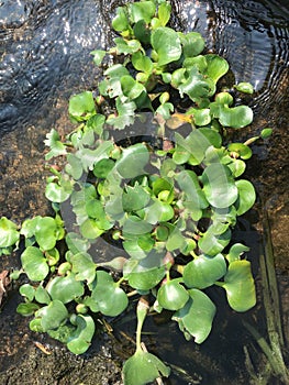 Nymphaea caerulea, also known as blue lotus or sacred blue lily