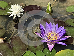 Nymphaea caerulea or Blue Egyptian lotus or Sacred blue water lily.