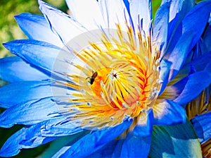 Nymphaea caerulea blue Egyptian lotus waterlily flower