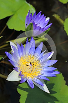 Nymphaea caerulea. Blue Lotus blossom