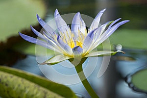 Nymphaea Caerulea - Blue Lotus of Egypt
