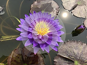 Nymphaea caerulea or Blue water lily.