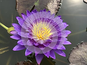 Nymphaea caerulea or Blue water lily.