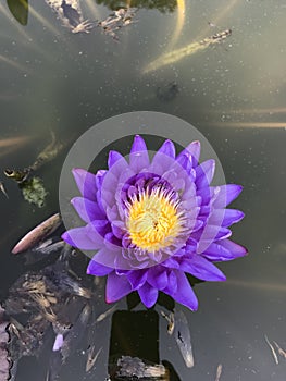 Nymphaea caerulea or Blue water lily.