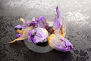 Nymphaea caerulea flower