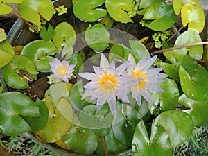 Nymphaea caerulea water lily flower