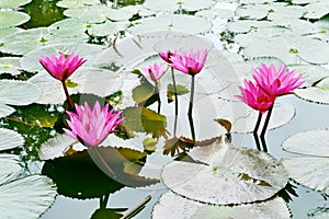 Nymphaea Cyanea.