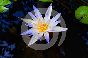 A Nymphaea Daubenyana Flower, a Highly Viviparous Water Lily