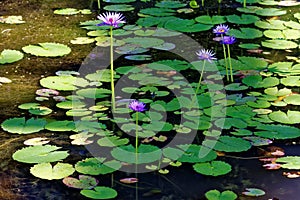 Nymphaea flowers