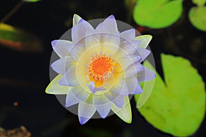 Nymphaea Gigantea