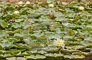 Nymphaea, green leaves of an aquatic plant attacked by a beetle