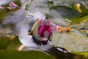 Nymphaea Gypsy