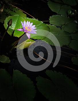 Nymphaea lotus