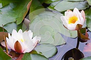 Nymphaea lotus f. thermalis